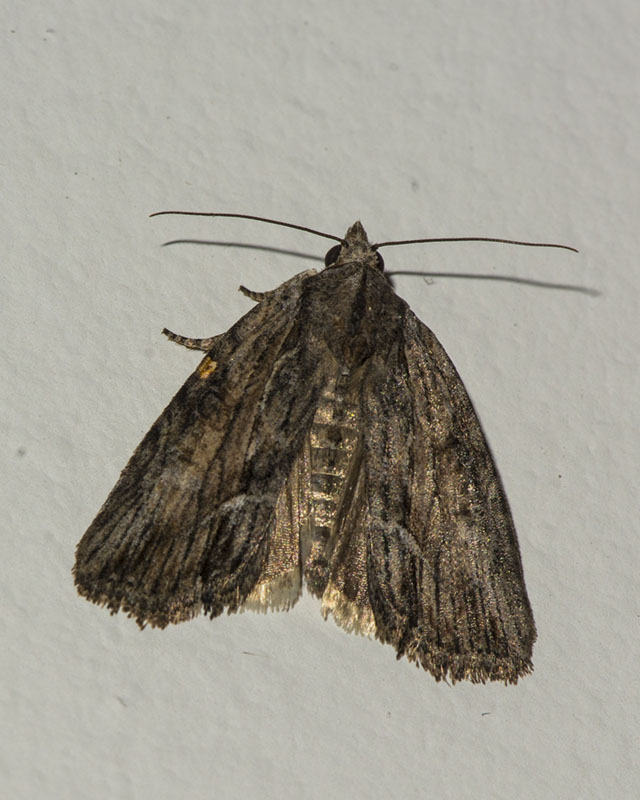 Noctuidae: Bryophila cfr. raptricula